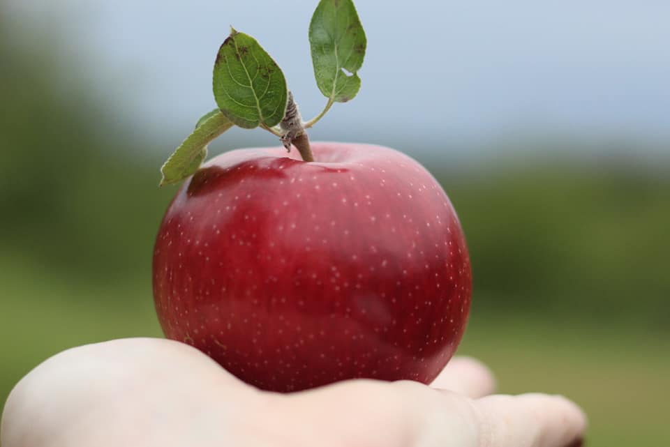 Rice Fruit Farm fresh picked red apple